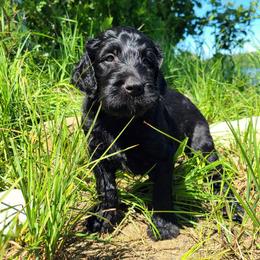 Goldendoodle Puppies from Renegade Retrievers of the North