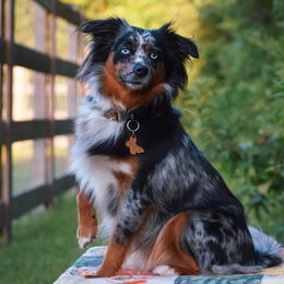 Analie - Miniature American Shepherd