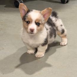 George - Blue merle and white male American Corgi puppy in Midland, Texas from Desert Darlin’ Corgis