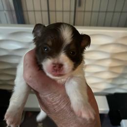 Girl 2 - Tri-colored female Pomeranian puppy in Maplefalls, Washington from Snow peak poms