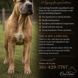 Leila - Fawn female Cane Corso puppy in Sandia, Texas from OneTime Cane Corso