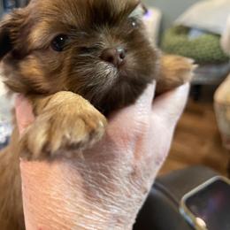 Gionna - Liver female Shih Tzu puppy in Cabot, Arkansas from Twilight Shih Tzu