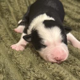 Boy 3 - Black and white male Border Collie puppy in Mckinney, Texas from Border Collies of Ruidoso