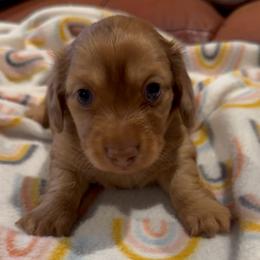 Bear - Chocolate and tan male Dachshund puppy in Kempner, Texas from House of Dachshunds Texas