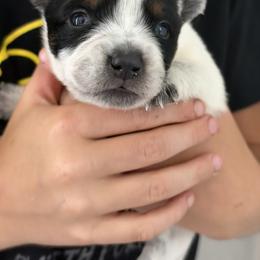 Boy 1 - Blue male Australian Cattle Dog puppy in Irvington, Kentucky from Dry Valley’s Australian Cattle Dogs