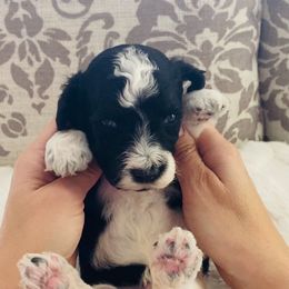 Turk - Black and white male Sheepadoodle puppy in Columbia, Tennessee from Primrose Cottage Puppies