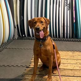 Indi - Labrador Retriever