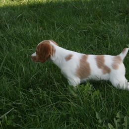Brittany Puppies from Center Ridge Brittanys