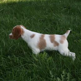 Brittany Puppies from Center Ridge Brittanys