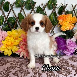 Chase - Blenheim male Cavalier King Charles Spaniel puppy in Hollywood, Florida from World Class Cavaliers