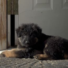 Girl 2 - Black and red female German Shepherd puppy in Powell, Wyoming from Von Reich Haus
