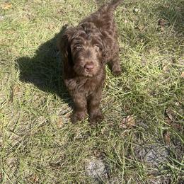 Labradoodle Puppies from CC Labradoodles