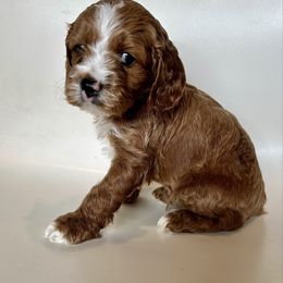 Kenobi - Red male Cavapoo puppy in Vineyard, Utah from Pitter Patter Puppies