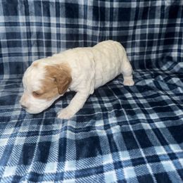 Girl 1 - Blenheim female Cavapoo puppy in Ivins, Utah from Taylia's Cavapoos
