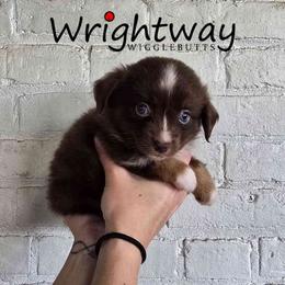 Pink Lady - Red tri female Miniature Australian Shepherd puppy in Dowagiac, Michigan from Wrightway Wigglebutts