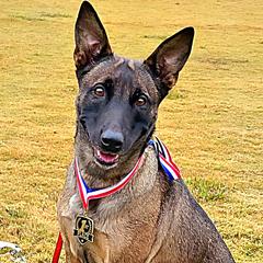 Belgian Malinois, Jack Russell Terriers, and Yorkshire Terriers from Working W Kennels