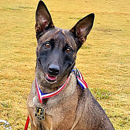 Belgian Malinois, Jack Russell Terriers, and Yorkshire Terriers from Working W Kennels