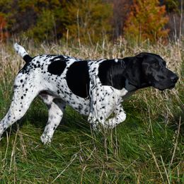 Sampson  - German Shorthaired Pointer