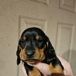 Girl 1 - Black and tan female Dachshund puppy in La Pine, Oregon from Lil Deschutes