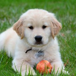 Golden Retriever Puppies from Lone Rock Goldens