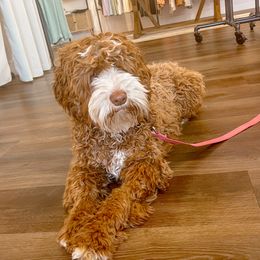 Honey - Australian Labradoodle
