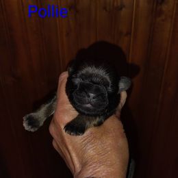 Pollie - Brindle male Shih Tzu puppy in Palmyra, New York from Karen's Tzus of Palmyra-Macedon