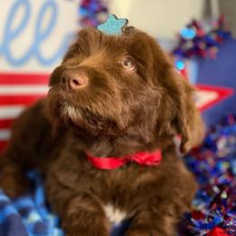Girl - Brown and white female Aussiedoodle puppy in Lookout, California from Remington Kennels, LLC
