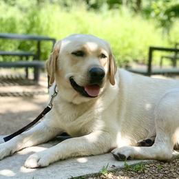 Labrador Retrievers from Riverbourne Labradors