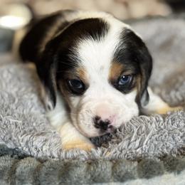 Rainbow Boy - Black white and tan male Beagle puppy in Viper, Kentucky from Mountain Top