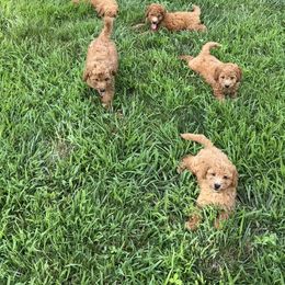 Goldendoodle Puppies from Lynn Fontaine