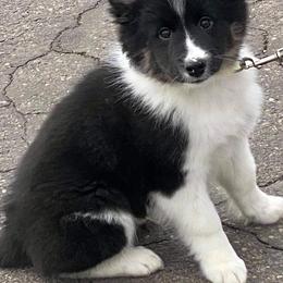 Icelandic Sheepdog Puppies from Valhalla Icelandic Sheepdogs