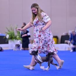 Gage - Chinese Crested