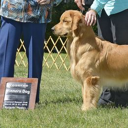 Golden Retrievers from Argus Golden Retrievers