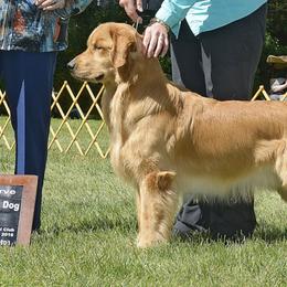 Golden Retrievers from Argus Golden Retrievers