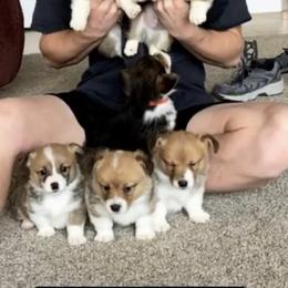 Pembroke Welsh Corgi Puppies from Nunas Corgis