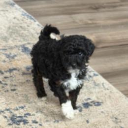 Roamy - Black and white male Aussiedoodle puppy in Deer Park, Washington from Doodle Paw Ranch