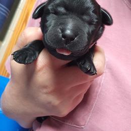 Girl 1 - Black female Labrador Retriever puppy in Saunemin, Illinois from Shooting Star Labs