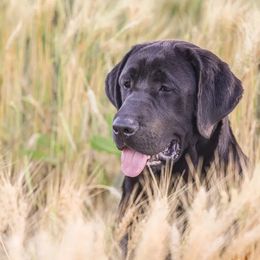 Oakley - Labrador Retriever