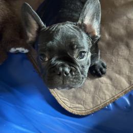 French Bulldog Puppies from Couture’s Frenchies