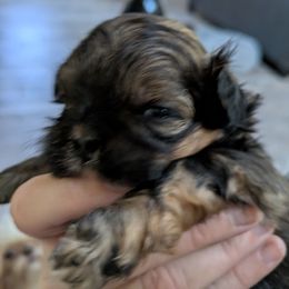 Boy 1 - Sable male Shih Tzu puppy in Mariaville, Maine from McKayla Hairston