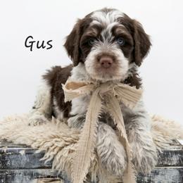 Gus - Liver white and tan male Springerdoodle puppy in Fargo, North Dakota from Dakota SpringerDoodles