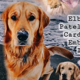 Golden Retrievers from Grayley's Goldens