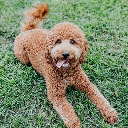 Aria - Goldendoodle