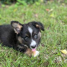 Dash Fluffy - Black and white male Cardigan Welsh Corgi puppy in Hope, Arkansas from Foxy Knoll Farm