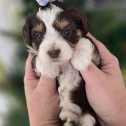 Pumpkin - Tri-color female Bernedoodle puppy in Decatur, Tennessee from Diamond's Doodles