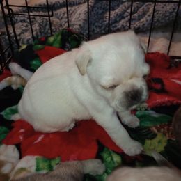 Pugs from Paschey Pug Puppies