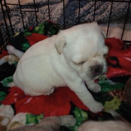 Pugs from Paschey Pug Puppies