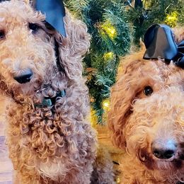 Goldendoodles from Ivey's Poodles & Doodles
