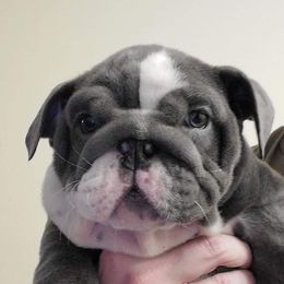 Bulldog, French Bulldog, and Pug Puppies from Royal destiny kennels