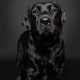 Squish - Labrador Retriever